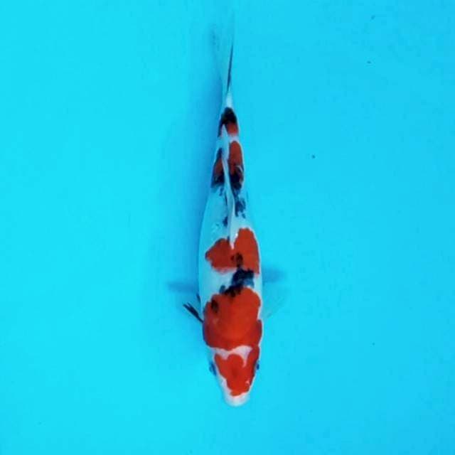 5. Sanke || 26 cm