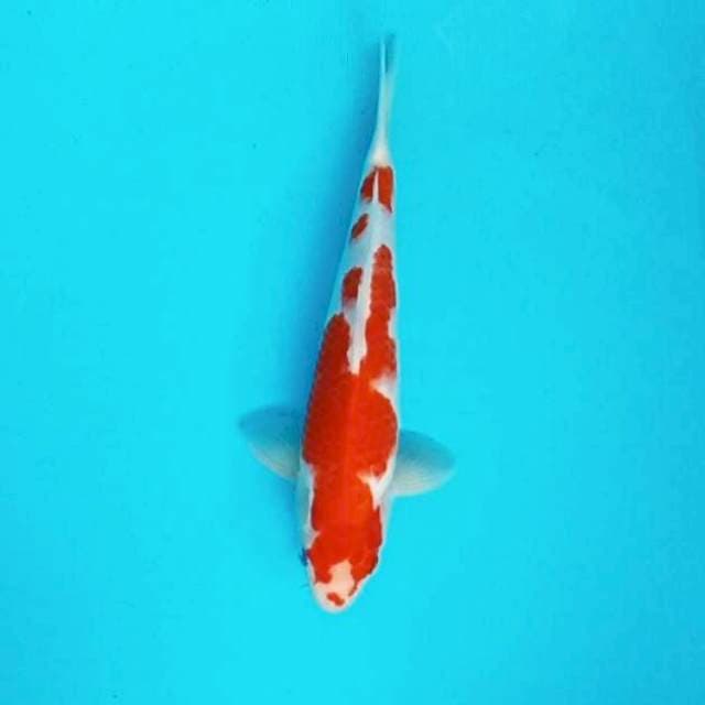 6. Kohaku || 30 cm