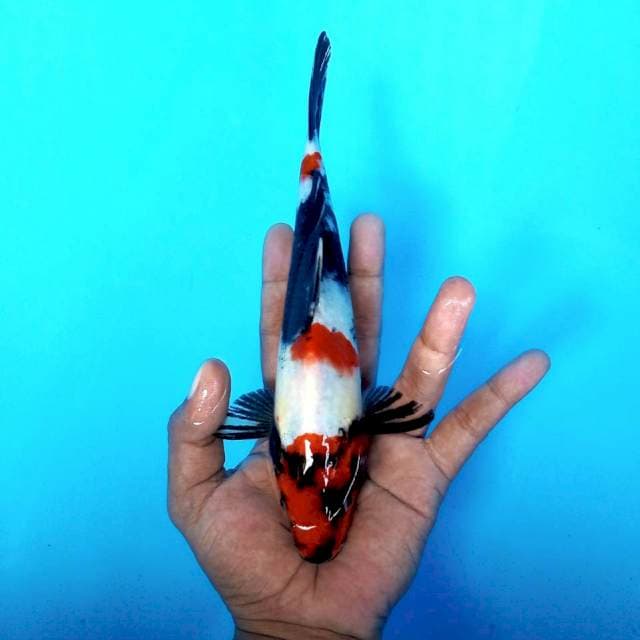 10. Showa Original || 24 cm
