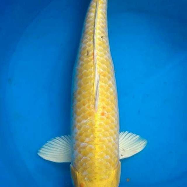 Ogon