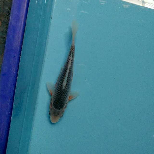 Asagi 15cm