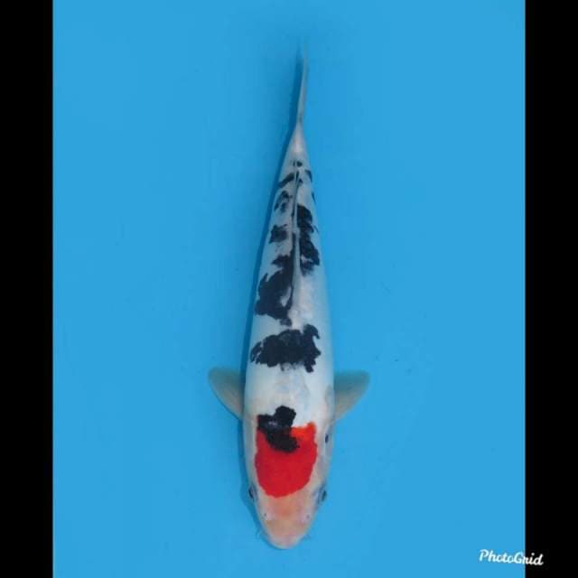 30cm , Tancho Doitsu Ori , Male