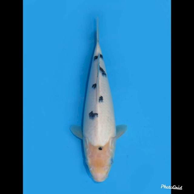 30cm , Bekko SQ ,Female