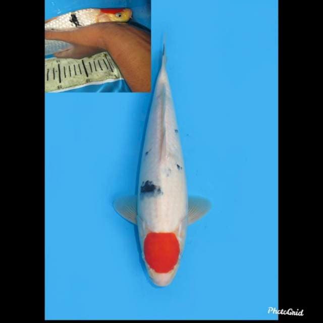 30cm , Tancho Sanke Tategoi , Male
