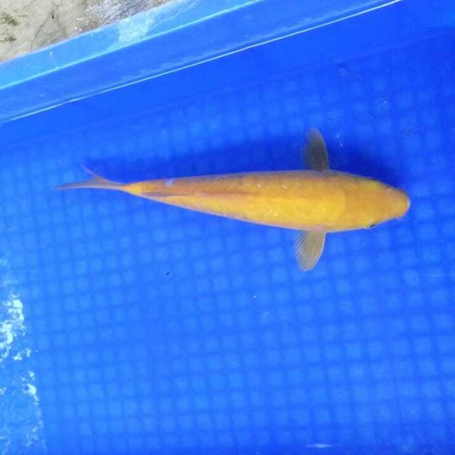 Karasi sisik gajah 25cm