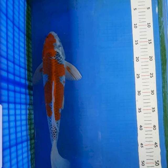 Goshiki 41 cm