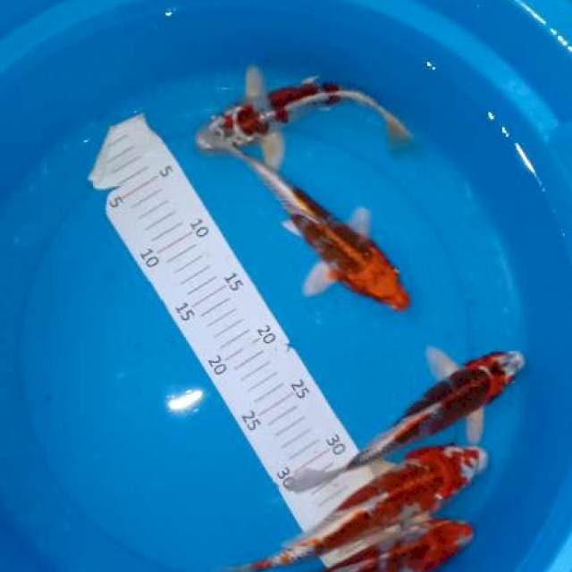 5 hariwake