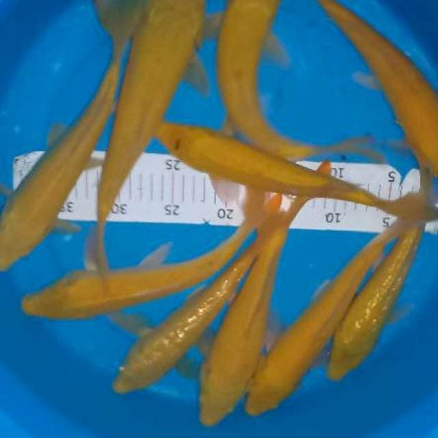 10 karasi top