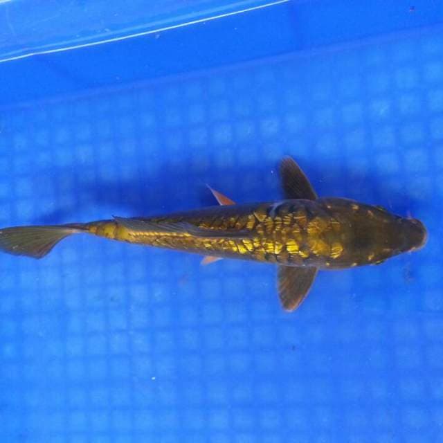 Cagoi midori doitsu ring naga 24cm