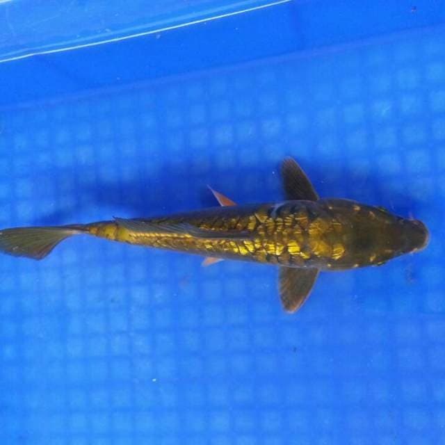 Cagoi midori doitsu ring naga 24cm