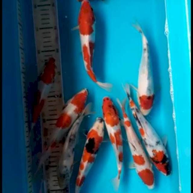 Showa 18_22cm borongan bos 10ekor