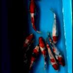 Showa 18_22cm borongan bos 10ekor
