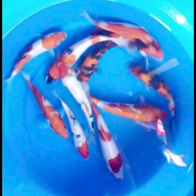 Showa 10ekor  18_24cm