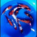 Showa 10ekor  18_24cm