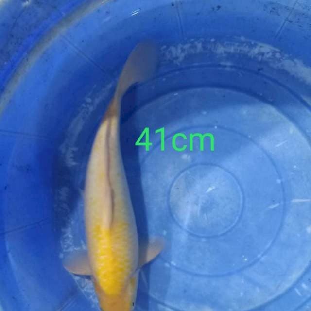 Karashi 41cm