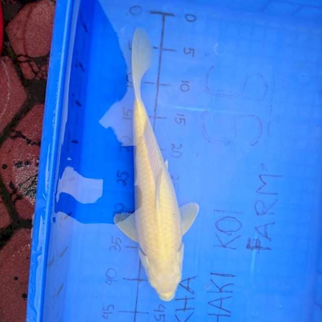 BODY ISTIMEWA KARASHI 38 CM