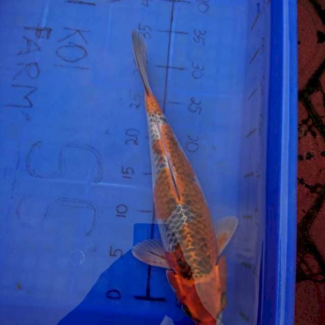 KUJAKU JOSS. 35 CM