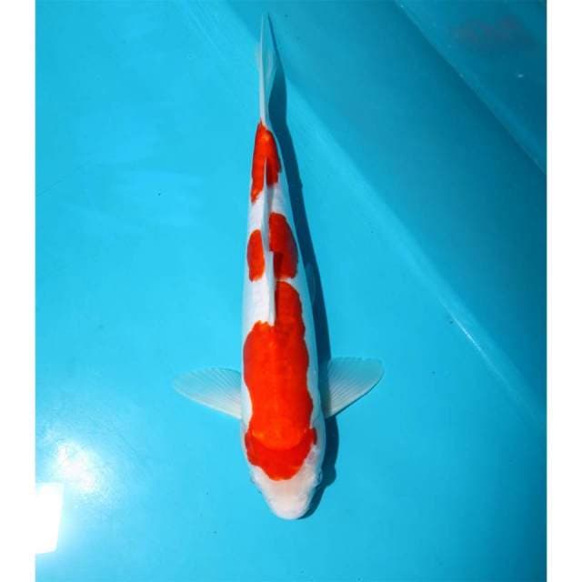 Doitsu kohaku 
