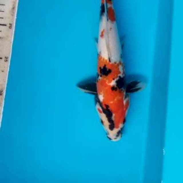 Showa 25 cm