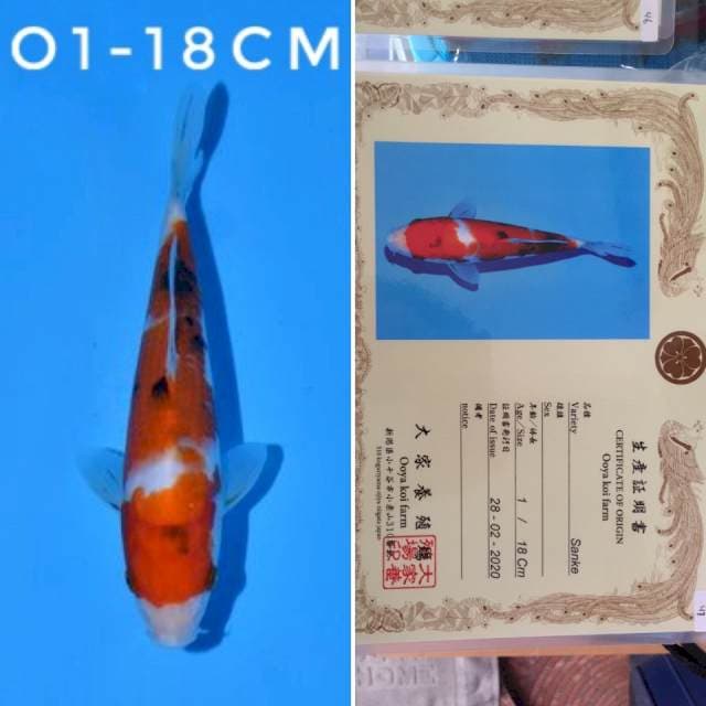 ooya sanke 18cm sertifikat