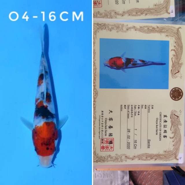 Ooya sanke 16cm sertifikat