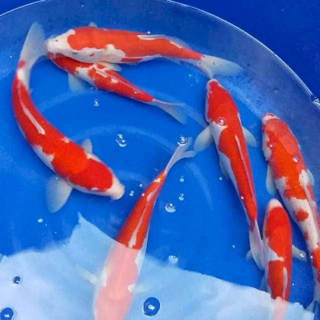 Merah merona,bagus buat bahan 