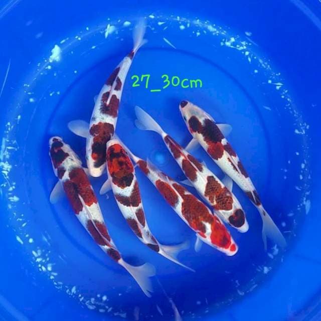 Goromo 6 ekor 27-30cm