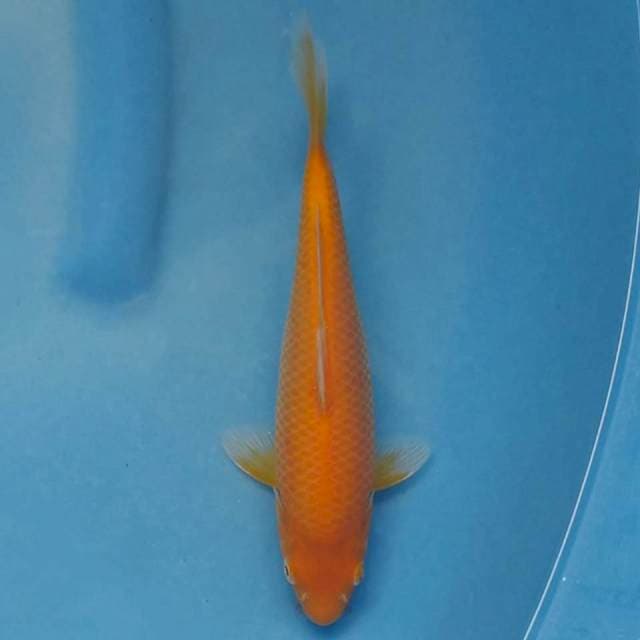 Ogata Karashi mata merah