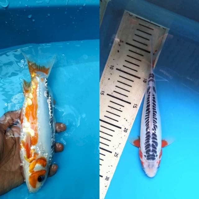 Shusui 24cm 