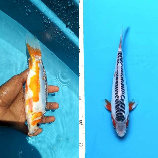 Shusui 23cm