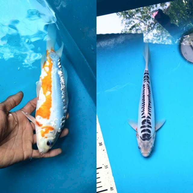 Shusui 24cm 