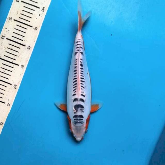 Shusui 32cm Female 