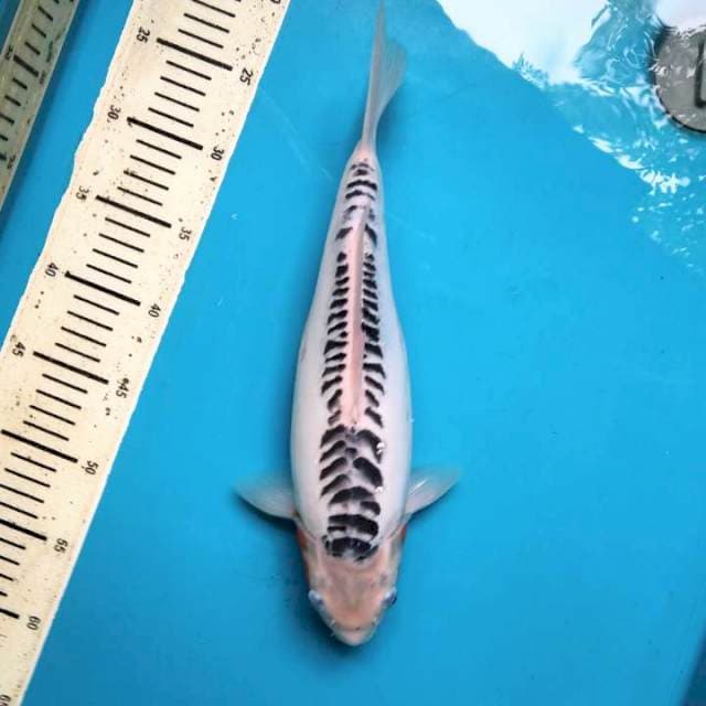 F1 Shusui 34cm Female 