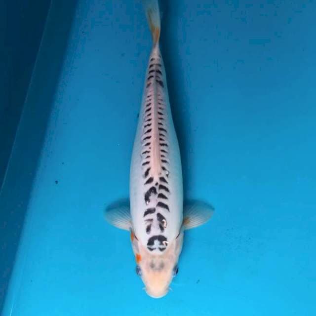 Plane shusui 33cm Female 