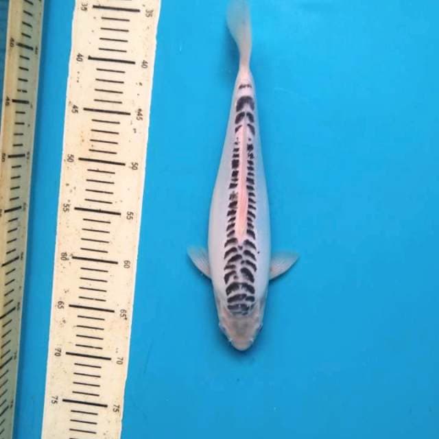 Build shusui 33cm Female 