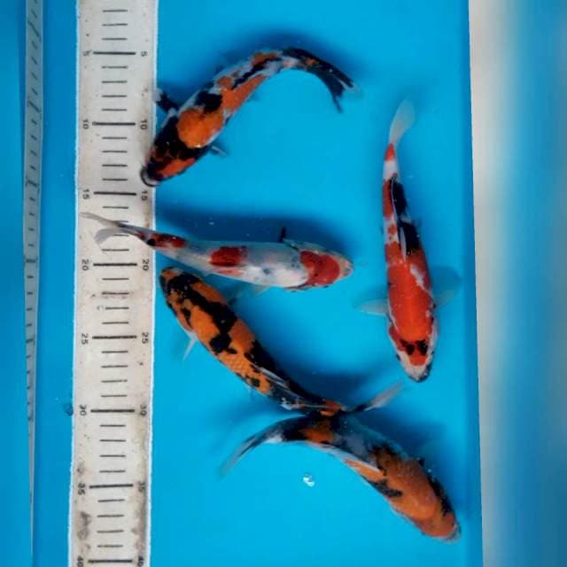 5 ekor baby*18-23cm prospek