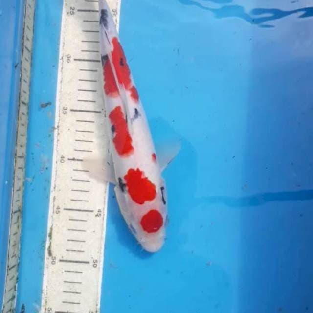 Maruten Sanke 32 cm