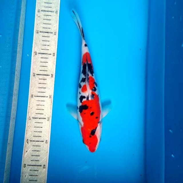 Sanke doit 30cm
