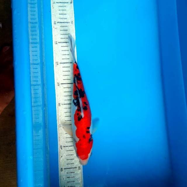 Sanke doit 30cm
