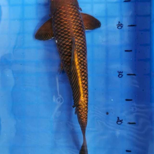 Cagoi Tembaga Hikari