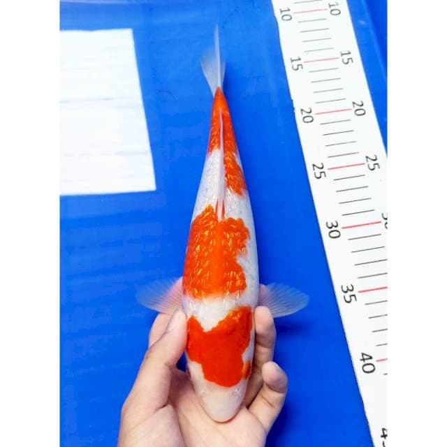 Kohaku ginrin 28 cm