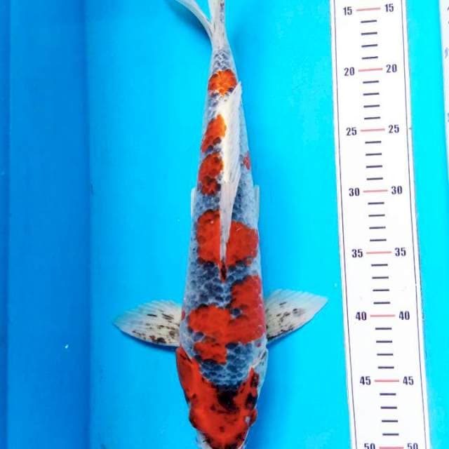Goshiki 41cm
