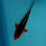 Aka matsuba male 19cm