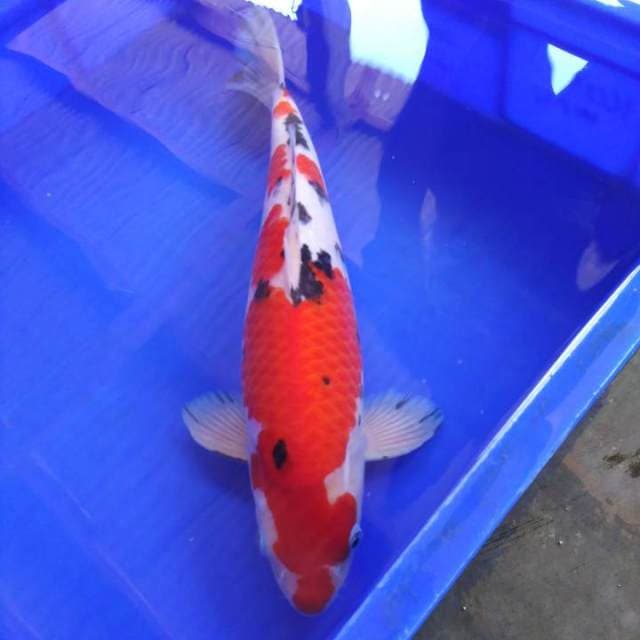 Taisho sanshoku premium