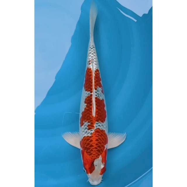 Jumbo red kujaku original