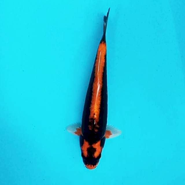 1. Kabuto Doitsu || 34 cm