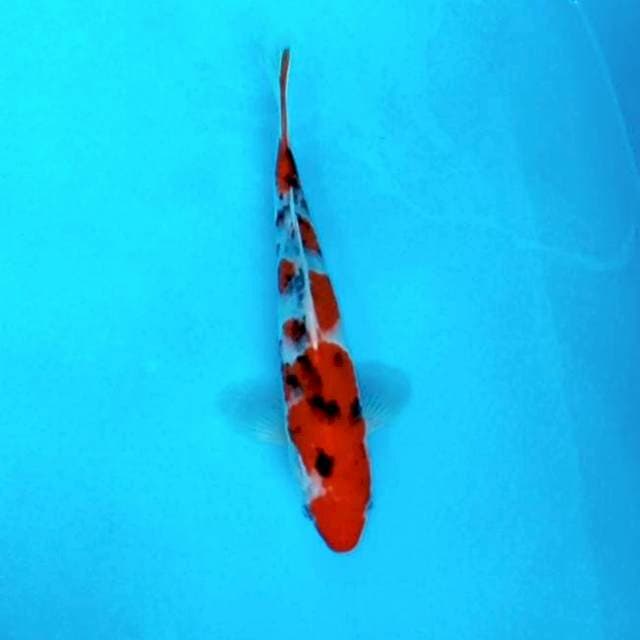6. Sanke || 30 cm