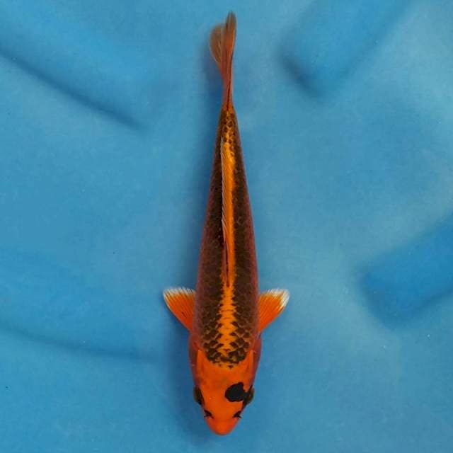 Kin Matsuba Import non serti