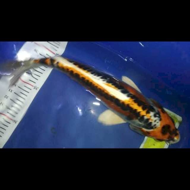 Kiko 24cm
