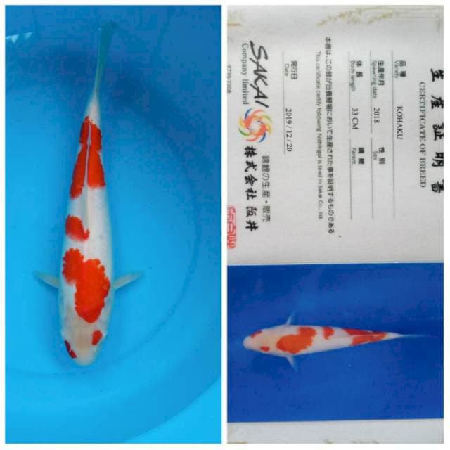 Kohaku 38cm serti Sakai